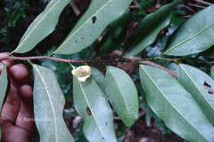 Miliusa flaviviridis